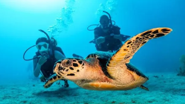 Certified Dive (1 Dive)